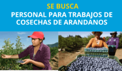 Se Busca Personal Para Trabajos De Cosechas De Arándanos